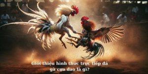 đá gà cựa dao là gì mb66