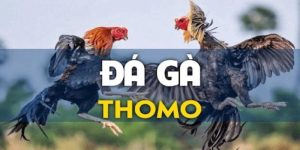 đá gà thomo mb66